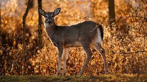 Equilibrium/Sustainability — Deer populations may ‘host’ coronavirus