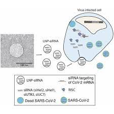 Intranasal delivery of lipid nanoparticle encapsulated SARS-CoV-2 and 2 RSV-targeting siRNAs reduces lung infection