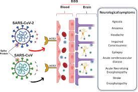 1 SARS-CoV-2 Spike Protein Induces Hemagglutination: Implications for COVID 19 2 Morbidities and Therapeutics and for Vaccine Adverse Effects